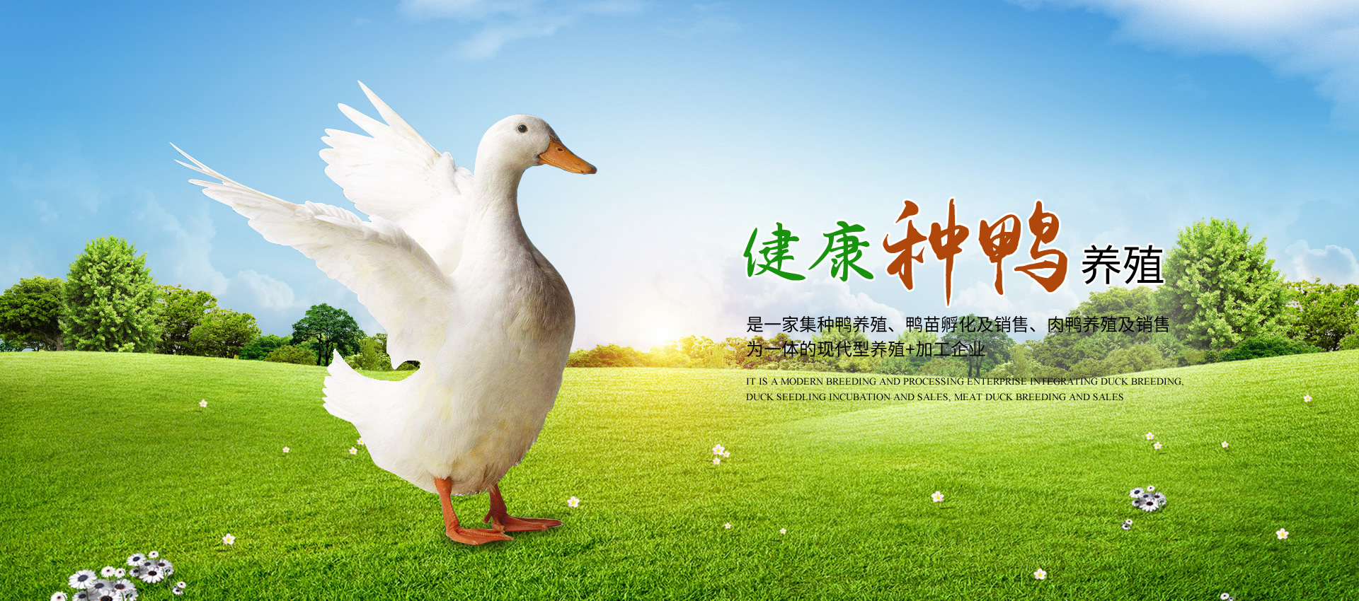 瑞南禽业 瑞南禽业