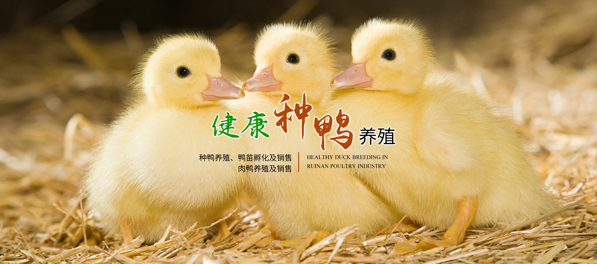 瑞南禽业 瑞南禽业